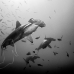 shark_hammerhead_scalloped_ci_h_0061_cr_bw.jpg